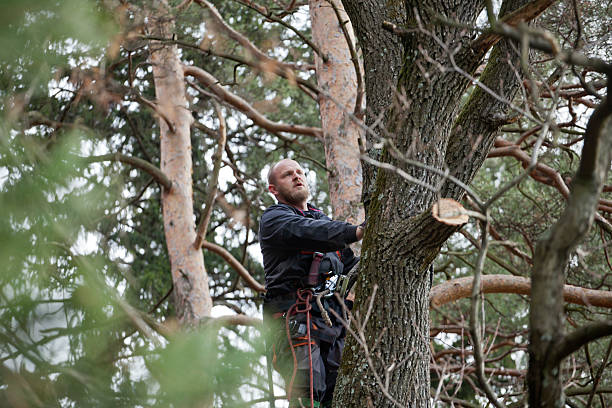 How Our Tree Care Process Works  in  Delmar, DE